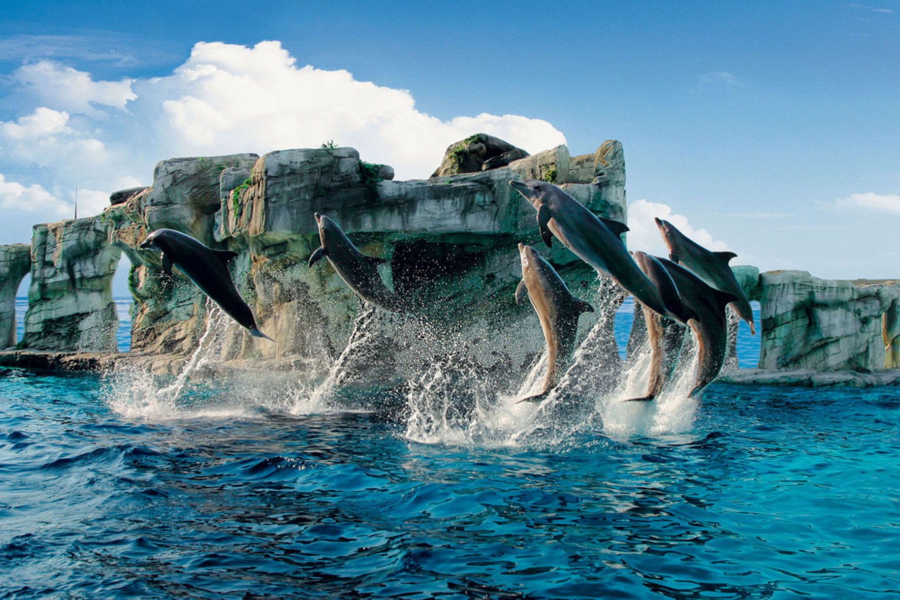 delfini